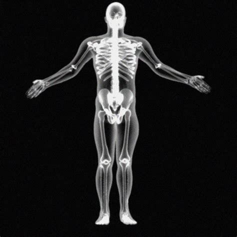 x-ray skeleton xray body human obj