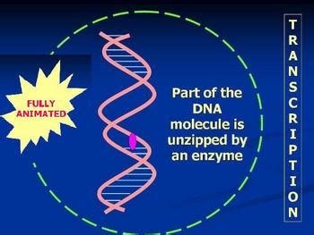 Protein synthesis animation Powerpoint of DNA to RNA to protein | TpT