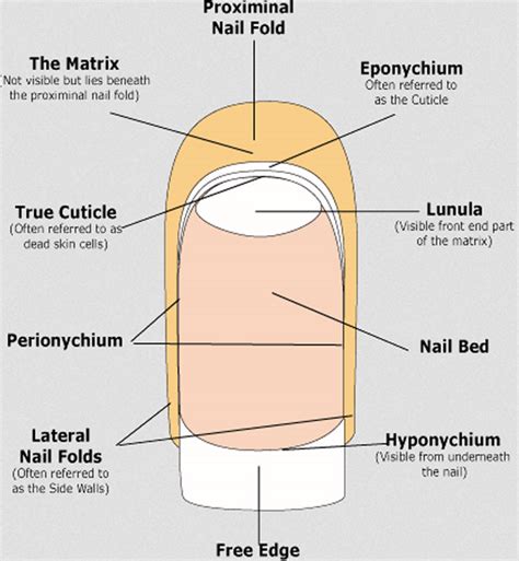 Eponychium vs Cuticle | Nordic Beauty