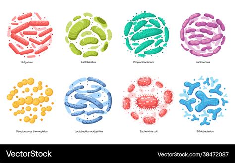 Probiotic bacteria bulgaricus lactobacillus Vector Image