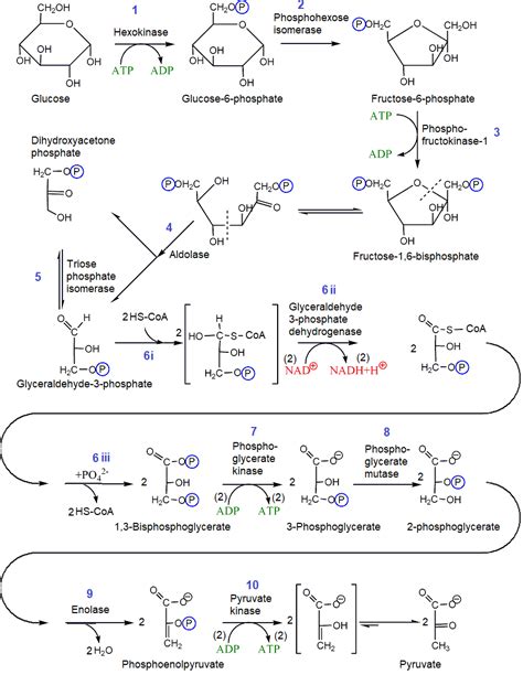 9.3: Oxidation of glucose -the glycolysis - Chemistry LibreTexts