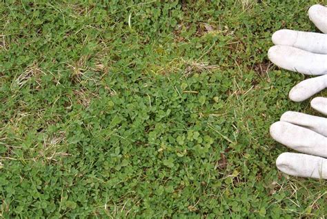 What Is Micro Clover? Reasons to Grow It in Your Lawn