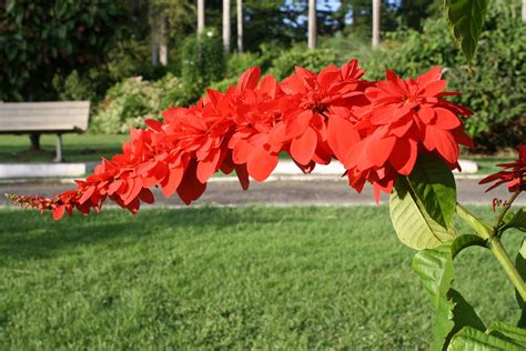 File:The Chaconia Flower, Trinidad (Warszewiczia coccinea).jpg