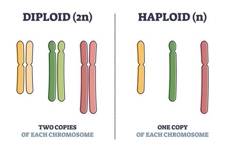 Haploid Vs Diploid Cells - 88Guru