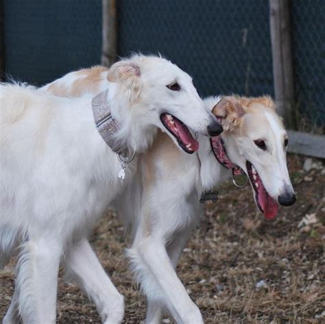 Borzoi vs Saluki: A Detailed Sighthound Comparison - PawCited