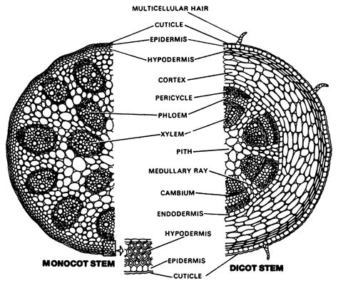 About Initiation And Activity Of Vascular Cambium