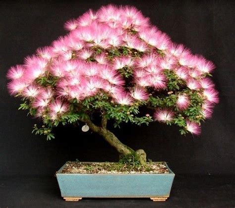 Mimosa Silk tree -albizia julibrissin - Elemental Bonsai Nursery