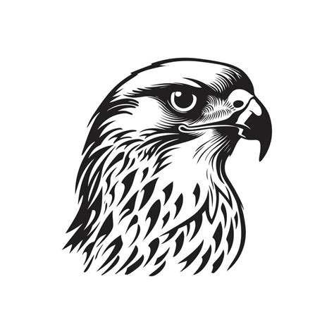 Falcon Image Vector, Illustation Of a Falcon 34898167 Vector Art at ...