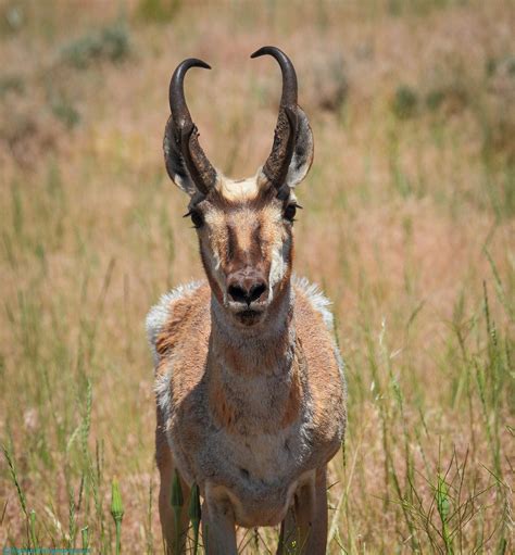 Michael John Balog | A Wyoming Wildlife Pronghorn Antelope Story