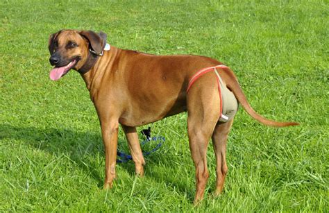 Rhodesian Ridgeback Info, Temperament, Puppies, Pictures