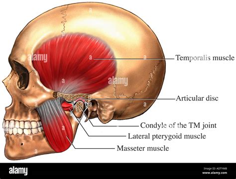 Temporomandibular Joint - TMJ Stock Photo: 7710858 - Alamy