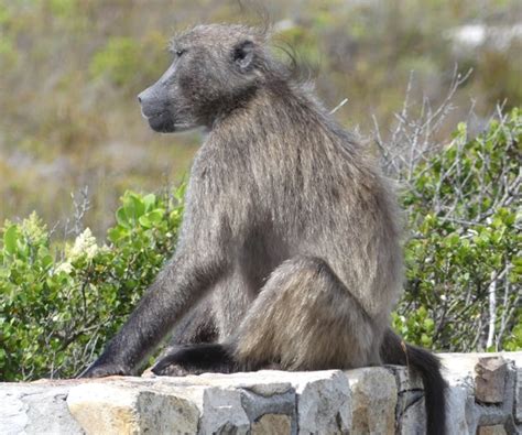 VulcanSpirit - Fynbos animals