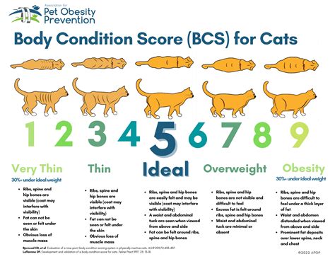 About Body Condition Scoring — Association for Pet Obesity Prevention