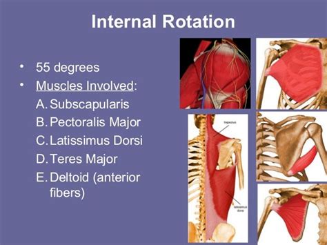 Shoulder anatomy