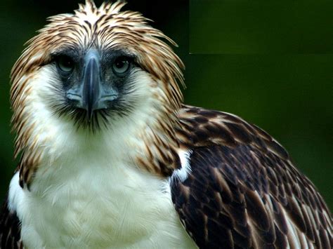 Arthur: The Philippine Eagle - The Philippine Economic Eagle