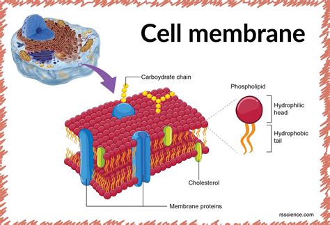 Cell Membrane Structure And Function A Level