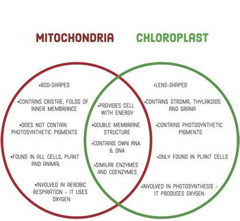 The function of mitochondria and chloroplasts is related to energy. In ...