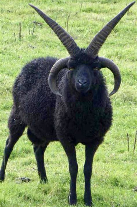 Hebridean Sheep | Goats, Goat skull, Animals wild