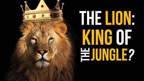 The Lion: King of the Jungle? | David Rives - YouTube