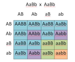 Determining Genotypes and Phenotypes using Punnett Squares | Free ...