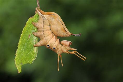 Caterpillar of The Lobster Moth | Scary animals, Moth, Animals