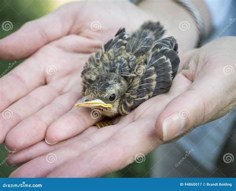 Hands Holding a Baby Robin stock image. Image of baby - 94860017