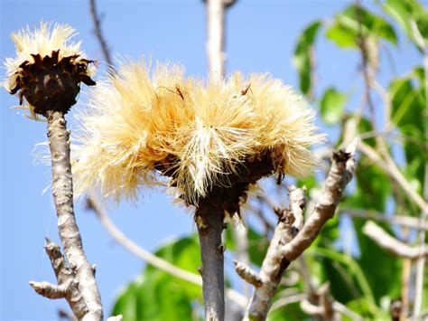 Cerrado,flower,tree,flowers,spring - free image from needpix.com