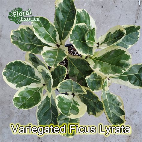 Variegated Ficus Lyrata - Etsy Australia