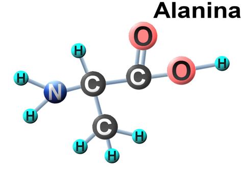 Alanina – Que es, estructura, función, propiedades, fórmula | Glicina ...