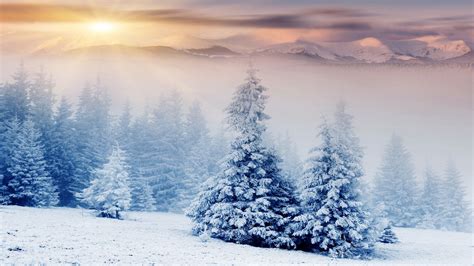 Winter Trees Snow HD Wallpapers - Wallpaper Cave