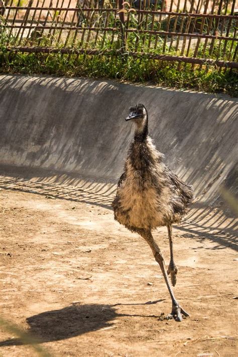 Emu bird. stock photo. Image of bird, nature, running - 43452172