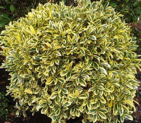 Emerald 'N' Gold Euonymus Shrub - an evergreen most often pruned ...