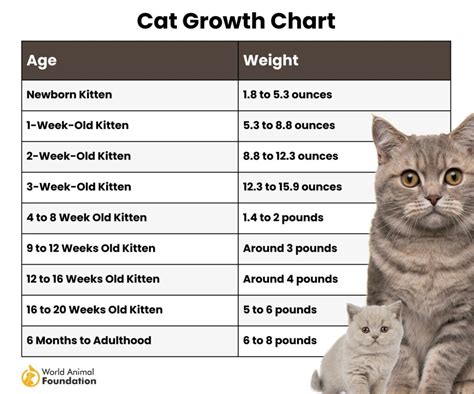 How Big Will My Cat Get Calculator - Cat Growth Predictor