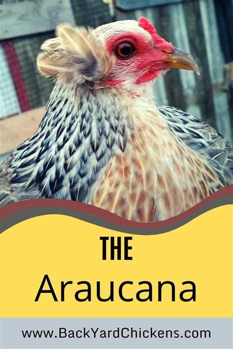 Though most famous for its blue eggs, the Araucana is a unique-looking ...