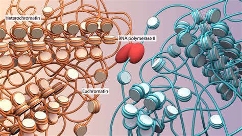 Euchromatin- Definition, Structure, Functions, Regulation