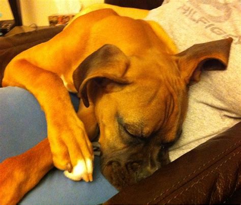 Pics of Sleeping Boxers Thread - Page 4 - Boxer Forum : Boxer Breed Dog ...