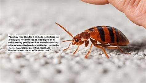 Bed Bug Removal Cost Daly City: Get Rates Now