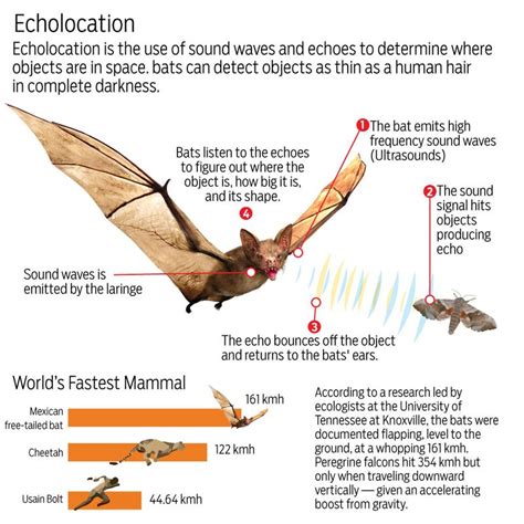 Bats: Smoke them out, nuke them, or love them? | Uae – Gulf News