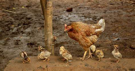 File:Hen with chicks, Raisen district, MP, India.jpg - Wikimedia Commons