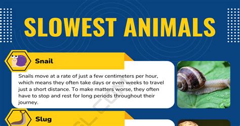 Interesting List of Slowest Animals in English with Facts • 7ESL