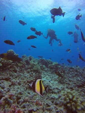 Oahu Diving (Honolulu) - 2018 All You Need to Know Before You Go (with ...