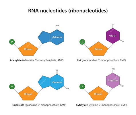 Premium Vector | RNA nucleotides ribonucleotides Vector illustration