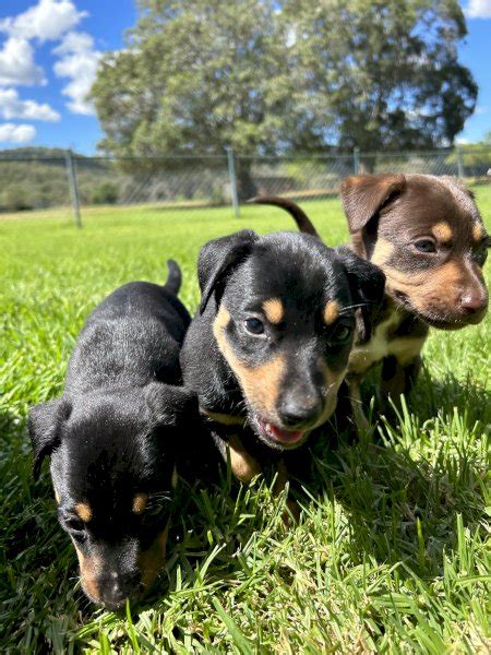 Kelpie Puppies | Farm Tender