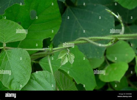 Kudzu hi-res stock photography and images - Alamy