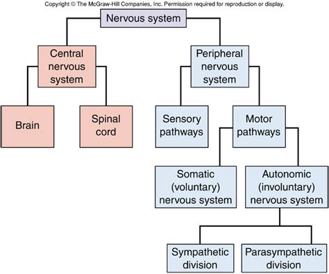 The Nervous System (diagram of the divisions of the nervous system ...