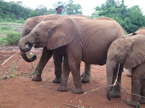 Burundi Bound: Visiting my favorite animals