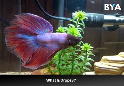 How To Treat Dropsy In Betta Fish