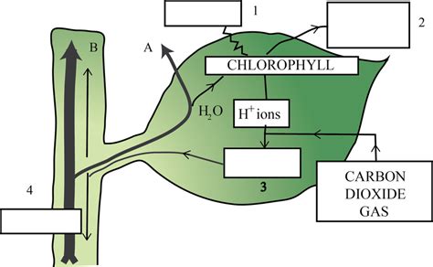 Leaf Diagram Labeled Photosynthesis