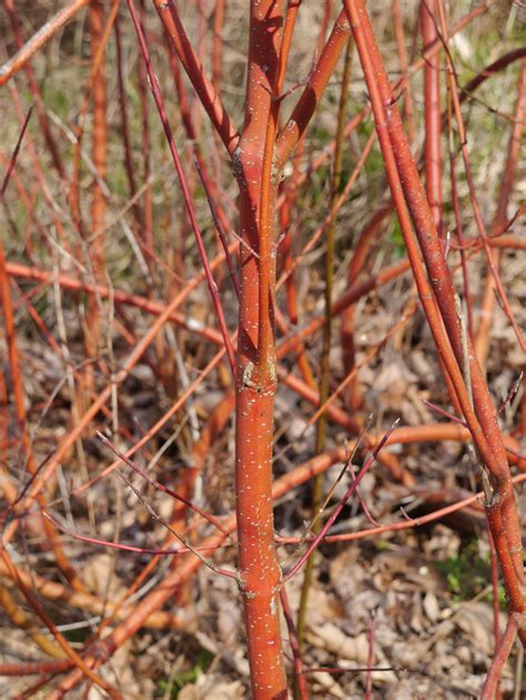 Red osier dogwood | Identify that Plant