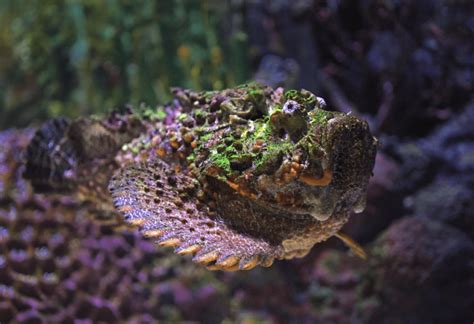 What Is a Stonefish? 10 Shocking Facts About the World’s Deadliest Fish ...